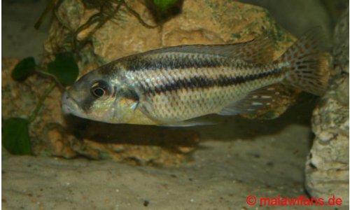 Cheilochromis euchilus